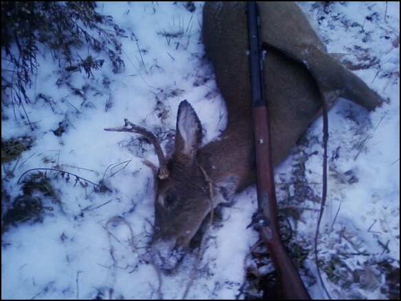 Buck harvested with muzzleloader