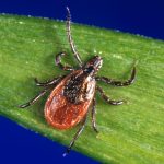 Black-legged, or Deer Tick