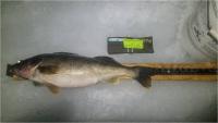 Angler #12 - 25.5" inch Walleye - 2/21/2022