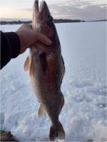 Leader 25.75 inch walleye 2/7/2022 - Contestant 3 