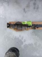 Current leader 11.25 inches Yellow Perch - Angler #3