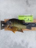 Current Leader - Sunfish - 7 inches - Angler 3, 2/11/2022
