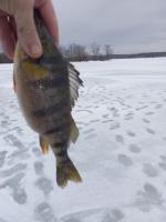 Current Leader - Yellow Perch 11.25 inches - Contestant 3 - Bill Lescynski, Jr 2/11/2022