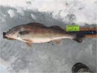 25.75 inch walleye 2/7/2022 - Contestant 3