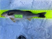 2nd Place Dan Gould 23.75" Walleye - Contestant #9