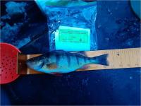 Leader - Yellow Perch 10.5 inches - Angler #6 - 2/12/22