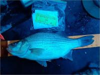 Leader - Silver Bass - 15.75 inches - Angler 6 - 2/12/22