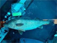 2nd Place 24.5 inch Walleye Angler 6 Tom Cermak - 2/16/2022