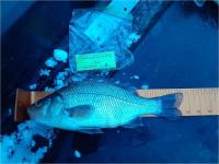 New Leader White Perch 13.5 inches Angler 6 Tom Cermak - 2/16/2022