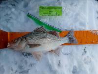 Leader - White Perch 11.5 inches - Angler #6 - 2/13/2022