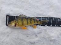 Angler #4 Jay Seekings - Yellow Perch - 8.5 inches 2/18/22