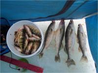 Limit of Perch and four bonus Walleye