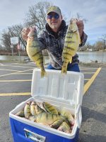 Some big Lake Erie Perch