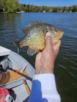 Spring pumpkinseed