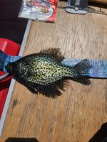 Spring Crappie