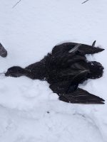American Black Duck Drake